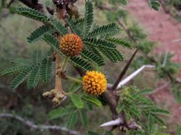 Image result for Acacia kirkii