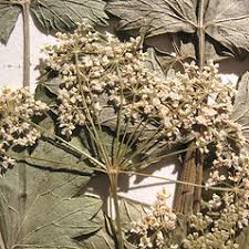 Image result for Pimpinella afra