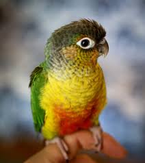 Green Cheeked Conure Facts Habitat Diet Adaptations Pictures