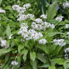 Image result for Allium ursinum