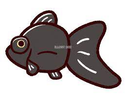 かわいい金魚 デメキン 黒：イラスト無料