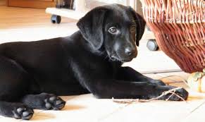 All of these new outings should be fun and exciting for your little rascal. Crate Training Your Labrador Puppy In Easy Stages