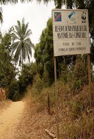 Image result for Thomandersia congolana