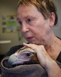 Maybe you would like to learn more about one of these? Southern Highlands Veterinary Centre Home Facebook