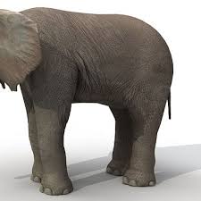 Baby Elephant 3d Model Baby Elephant Elephant Low Poly 3d Models