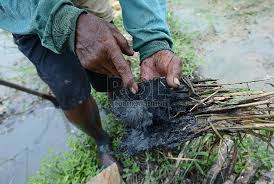 Temukan lowongan kerja pertanian terbaru bersama glints! Hama Tikus Serang 1 000 Hektare Sawah Ngawi Republika Online