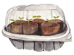 This will give enough time for solid strong growth before planting outside permanently. A Step By Step Guide To Thriving Seedlings Chatelaine