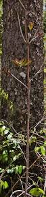 Image result for Ochna atropurpurea
