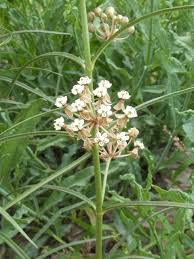 The University Of Texas At Austin Milkweed Flower Asclepias Milkweed