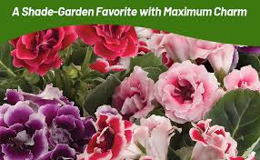 Image result for Ursinia montana