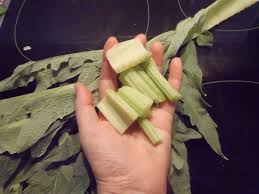 Como plantar cardo cardo huerto cultivar cardo plantar cardo. La Madre Que No Te Pario Como Quitar El Amargor A Los Cardos