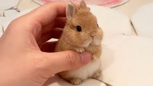 Image result for bunny