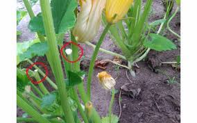 Check spelling or type a new query. Why Are The Blooms Dropping Off My Zucchini Without Fruiting Gardening Landscaping Stack Exchange