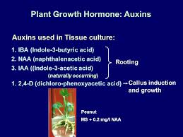 Check spelling or type a new query. Laboratory Arrangements Aseptic Technique Media Plant Growth Hormones Jebunnesa Chowdhury Ppt Download