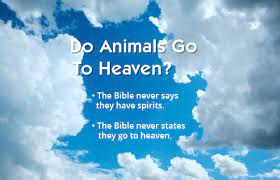 And calling to him a child, he put him in the midst of them and said, truly, i say to you, unless you turn and become like children, you will never enter the kingdom of heaven. Do Animals Go To Heaven Do All Dogs Go To Heaven Neverthirsty