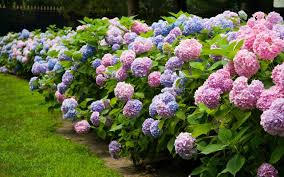 Check spelling or type a new query. How To Change Hydrangea Color