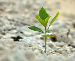 Woman in white dress standing on rock. La Restauracion De Paisajes Un Delicado Equilibrio Entre Gente Politica Y Propositos Cifor Forests News