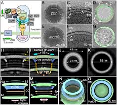 A unique bacterial secretion machinery with multiple secretion centers |  PNAS