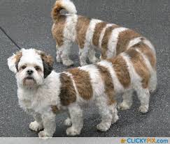 Or, if you're pressed for time, you can just skip a few steps, by checking out some of the funniest photos of animals in existence below. Funny Things People Do To Animals Photoshop Tricks Com