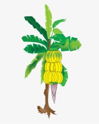 Large collections of hd transparent banana tree png images for free download. Banana Tree Png Images Transparent Banana Tree Image Download Pngitem