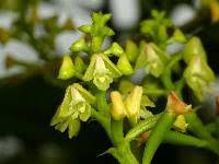 Image result for Polystachya dewanckeliana