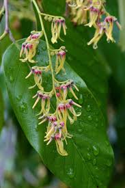 Image result for Dipterocarpaceae