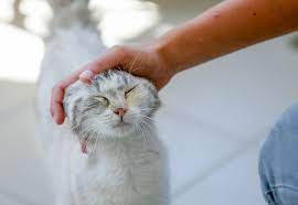 Nancy Segula Sentenced To 10 Days In Ohio Jail For Feeding Stray Cats The Washington Post