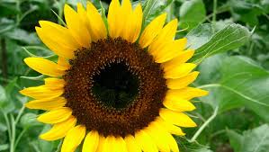 Paine impletita in forma de floarea soarelui. Petalele De Floarea Soarelui Sunt Un Leac Naturist Pentru Diverse Boli Unica Md