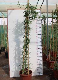 Image result for Tristellateia