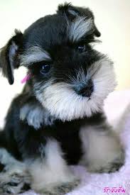 Black And Silver Giant Schnauzer Puppies For Sale What An Adorable Little Mini Schnauzer Puppy Just So Cute Schnauzer Puppy Miniature Schnauzer Puppies Hypoallergenic Dog Breed
