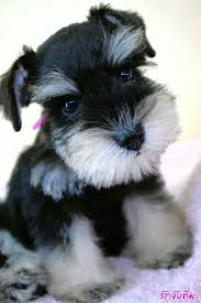 Find miniature schnauzer dogs and puppies from indiana breeders. What An Adorable Little Mini Schnauzer Puppy Just So Cute Puppies Miniature Schnauzer Puppies Schnauzer Puppy
