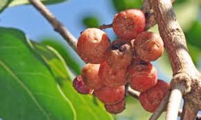 Image result for Xanthocercis zambesiaca