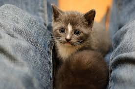 Foster kitten | Kitten rescue, Cats, Cute cats