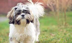 What Is Shih Tzu About The Dog Breed Philippine News