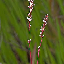 Image result for Persicaria decipiens