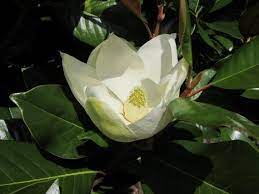 Magnolia Tree Seedhead For Magic Spells Or Charms Etsy Magnolia Trees Magic Herbs Magnolia Flower