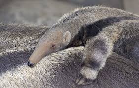Giant anteater coloring page free printable pages template. Giant Anteater San Diego Zoo Animals Plants