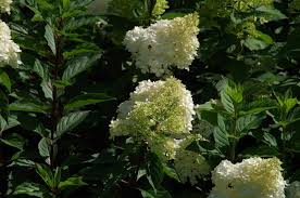Image result for hydrangea paniculata vanille fraise