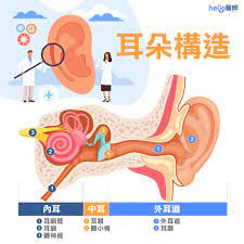 感冒耳鳴怎麼辦？3撇步改善耳朵嗡嗡叫！耳鳴超過2天快就醫，以防聽力受損- Hello 醫師