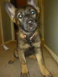 2.2 vom loganberg german shepherds. German Shepherd Puppies For Sale In Michigan Pets Lovers