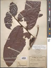 Image result for Dactyladenia