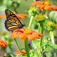 Monarch Butterfly Wildflower Seed Mix American Meadows In 2020 Mexican Sunflower Wildflower Seeds Wild Flowers