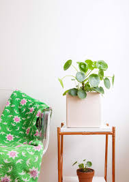 Check spelling or type a new query. Caring For Pilea Plants Oxak News
