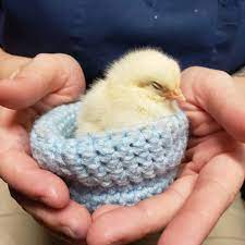 When Bird Rescuers Were Scrambling To Take Care Of All Their Feathered Parents Thousands Of People Came Together To Hand Knitting Baby Knitting Baby Bird