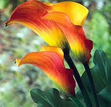 Flame Calla Lily Google Images Calla Lily Calla Lily Wedding Flowers Mini Calla Lilies