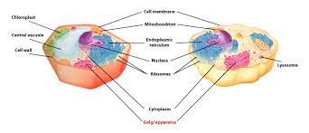 Some vacuoles act as lysosomes for plant cells. I Pathways Learning Pathways In Adult Education