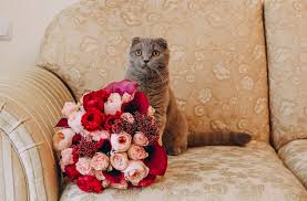 5 Flowers That Are Safe For Cats The Catnip Times