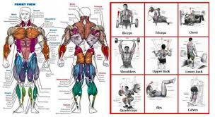 See back muscles and low back pain. Check Out This List Of Top Weight Training Exercises For Each Muscle Group