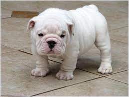 2021 satilik english bulldog fiyatlari panosundaki pin