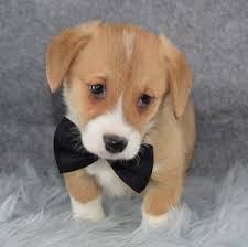 Corgi puppies for adoption in ct. New Puppies For Sale Ridgewood Puppies Feb 26th 2019